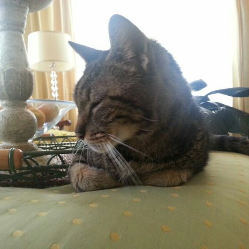 Meet your Posher, Posh